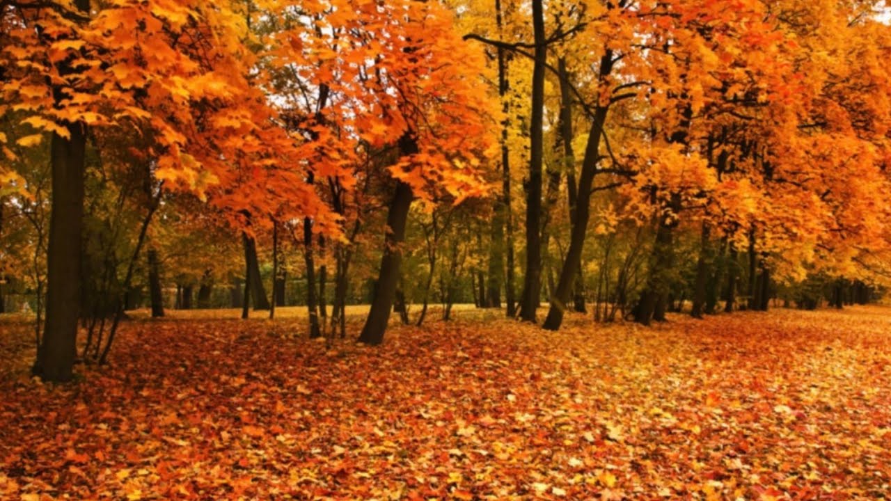 Autumn Vibes Reggae Horns Mix