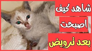 إنقاذ قطة مشلولة من الشارع - شاهد كيف أصبحت بعد الترويض -rescue cats