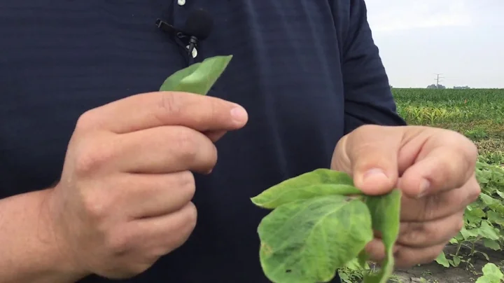 Herbicide site of action demo: Part 3, ALS inhibitors