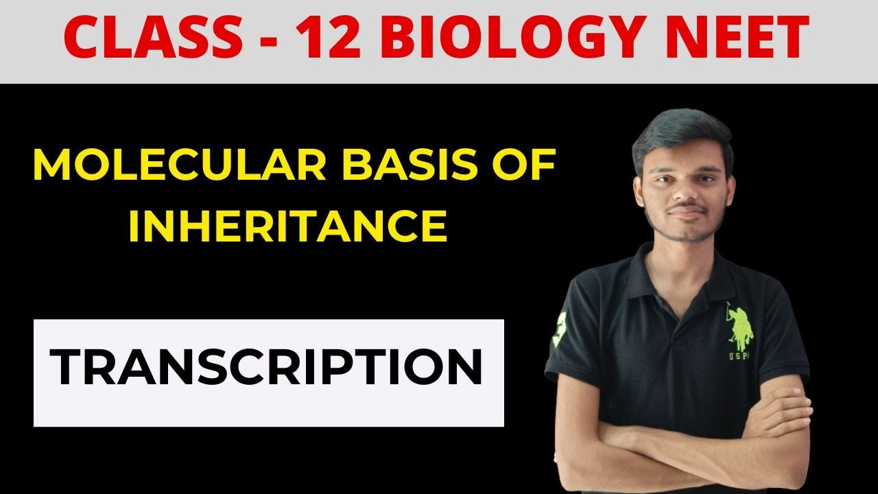 Transcription | Class 12 | Molecular Basis of Inheritance - YouTube