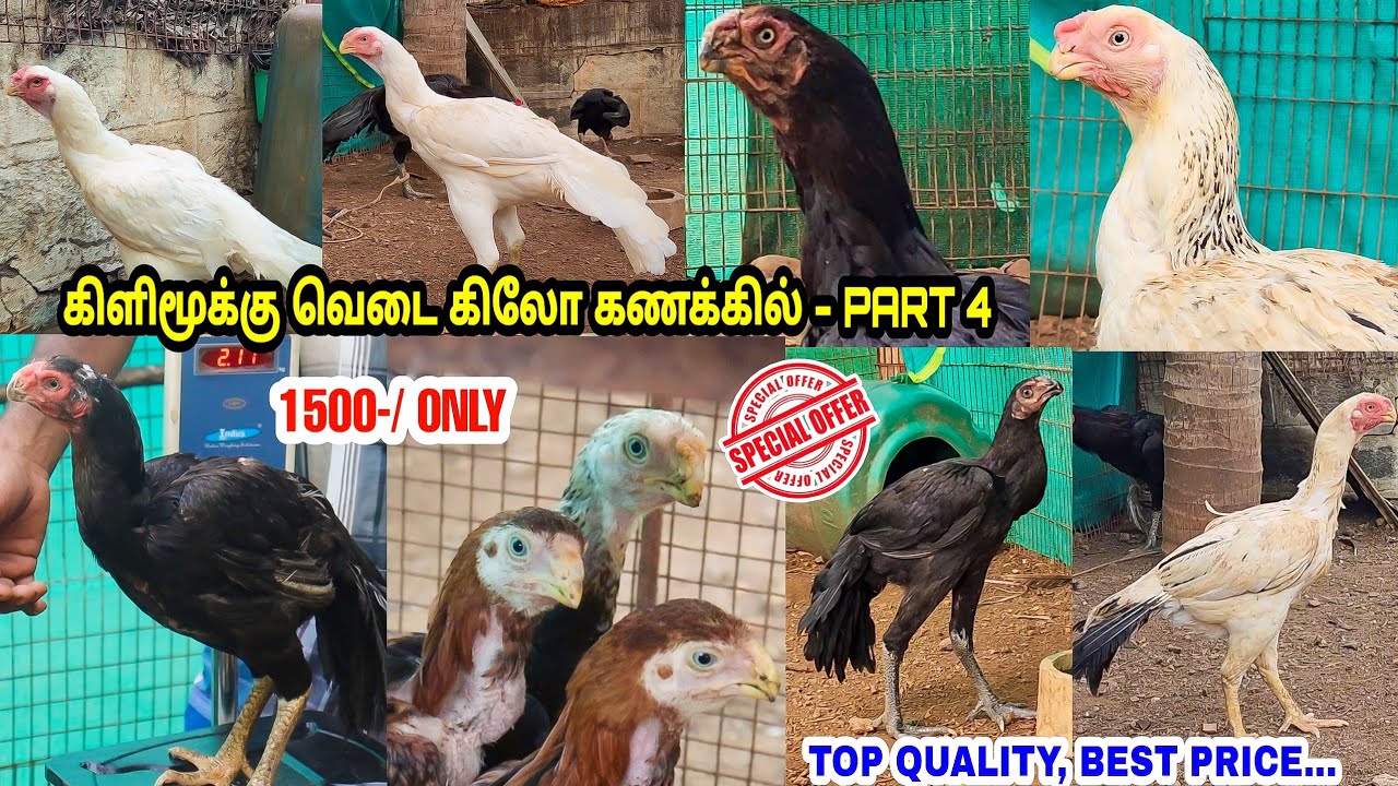 கிளிமூக்கு வெடை கிலோ கணக்கில் - Part 4|1500 Only | தரமான தமிழ்நாடு பாரம்பரிய கோழிகள் விற்பனைக்கு
