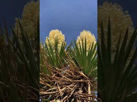 Wideo: Yucca Baccata Info - Jak uprawiać bananowe rośliny jukki