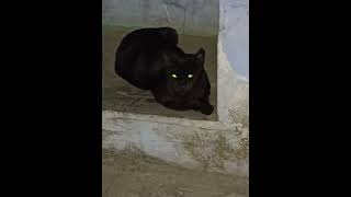 @cute cat video @cat lover@ cute cat sound #@black cat #viral video #shortvideo 🔥❣️🥰🐈‍⬛🐈‍⬛#@funy cat