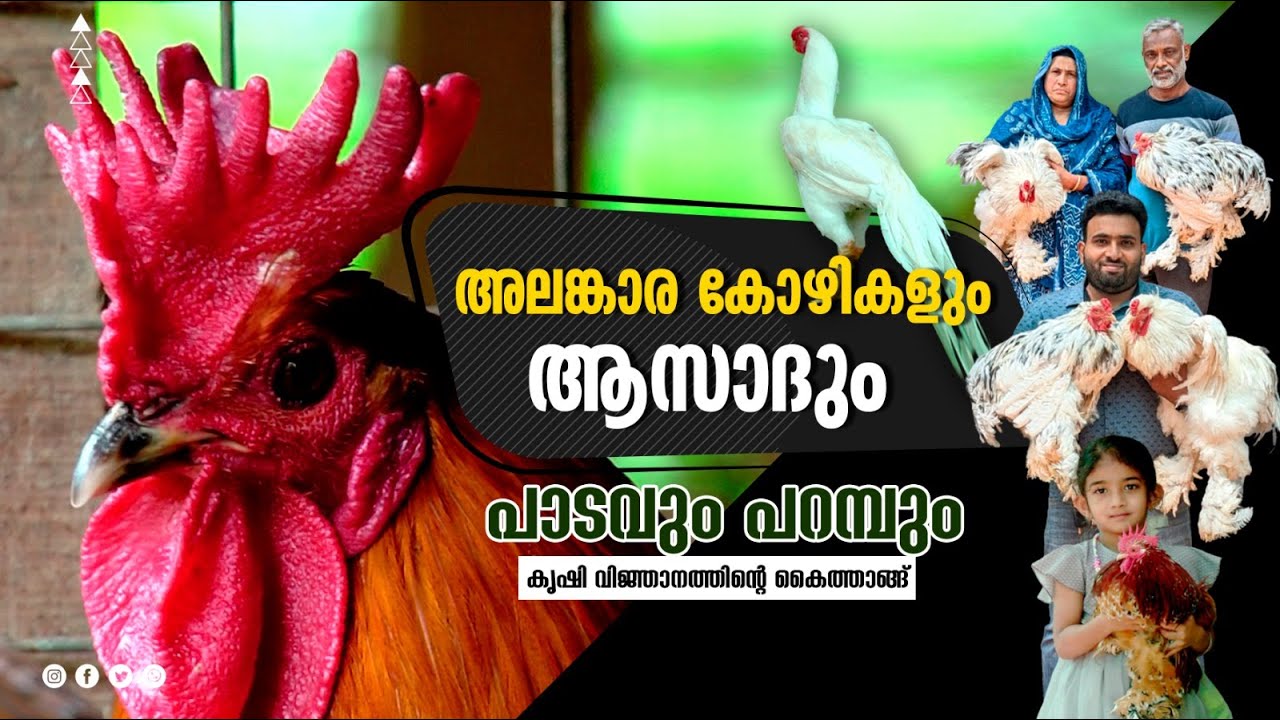 ഹോ..ഇങ്ങനൊരു കോഴി പ്രേമം..! | ORNAMENTAL POULTRY FARM WAYANAD | AMERICAN BANTAM | BRAHMA |ASEEL|