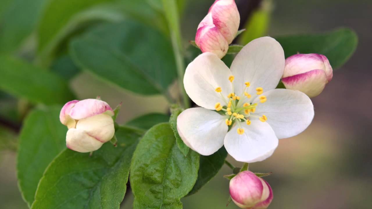 Come assumere i Fiori di Bach® Originali