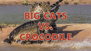 [wildlife] Lion vs Giant Anaconda - Crocodile vs Python | Most Amazing Attack of Animals