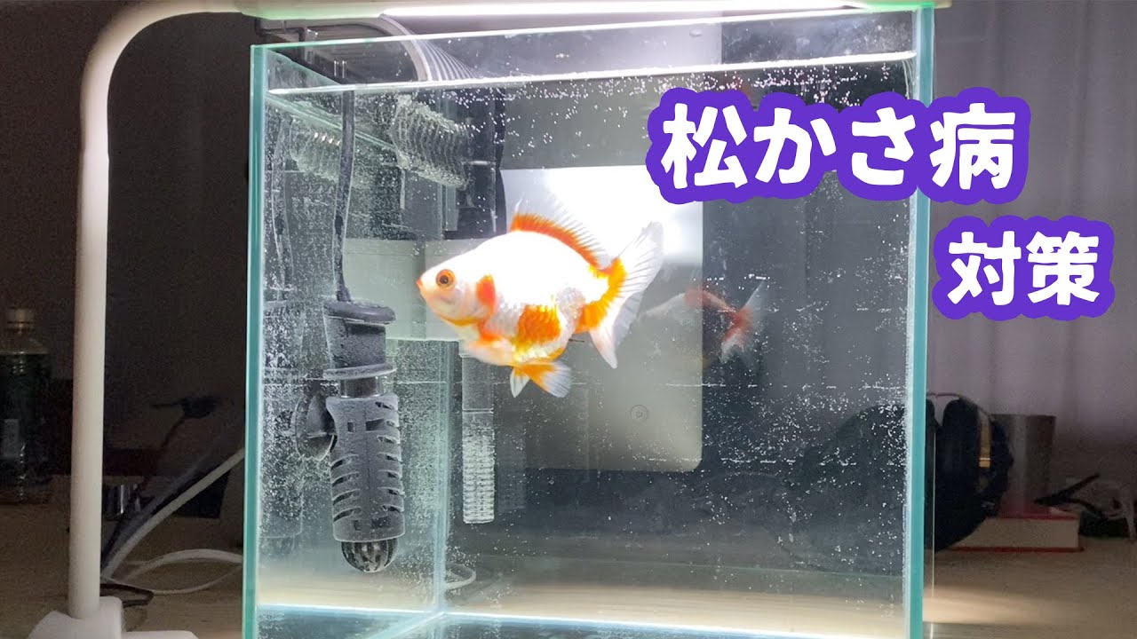 松かさ病対応として隔離を実施 Youtube
