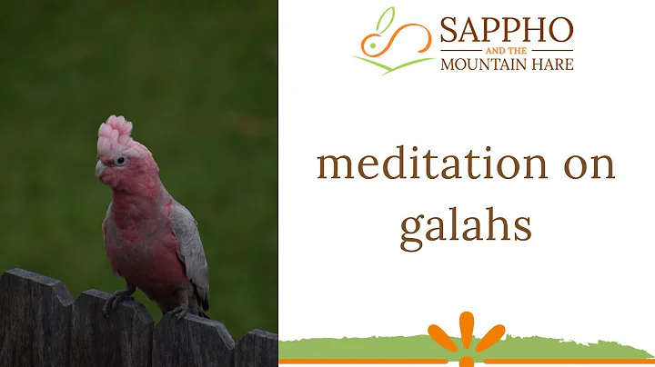 Meditation on Galahs