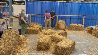 Daisy Expert Tricks DMWYD July 2024