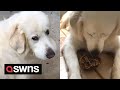 Dog with unusual new habit of bringing home TURTLES leaves owner exasperated | SWNS