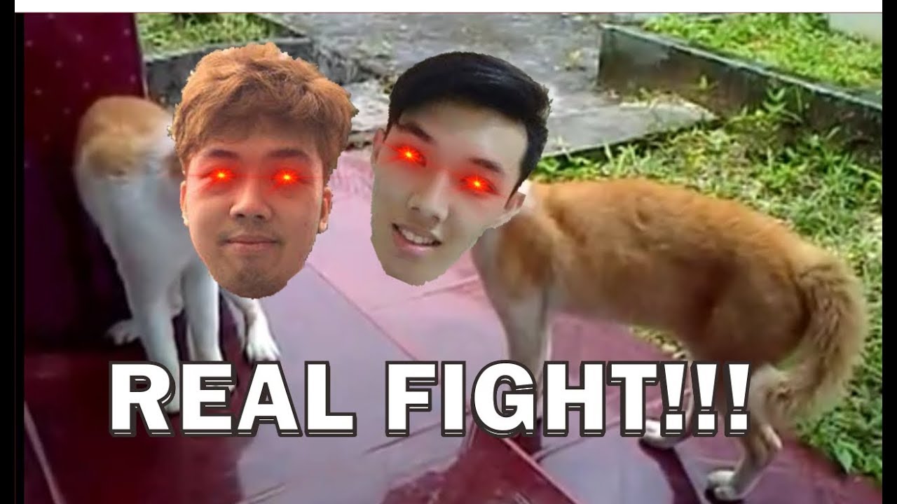 Warpath VS Daylen Drama Lagi Real Fight Versi Kucing YouTube