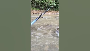 Câu cá suối #fishingvideo #fishing #cauca