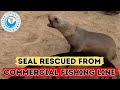 Seal Rescued From Commercial Fishing Line