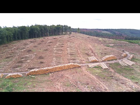 Video: Zierputz Perel Acrilico Borkenkäfer