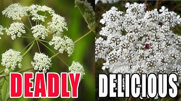 WILD CARROT VS POISON HEMLOCK: How to Identify