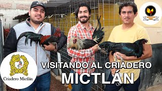 METODO DE REGISTRO Y CONTROL PARA GALLOS UNICO EN EL MUNDO EN CRIADERO MICTLAN | POLLITO FINO