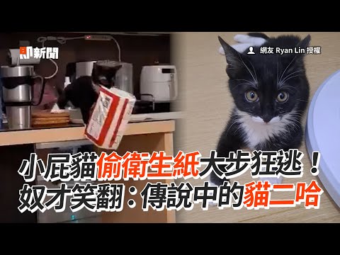 貓界二哈！小奶喵偷衛生紙「屁顛步伐」狂逃😹｜寵物動物｜貓咪｜賓士貓