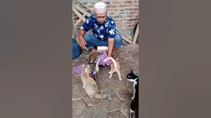 gara gara fyp pro #shorts #cat #funny #kucinganggoralucudanimut #kucingbelangtiga #viral #cute