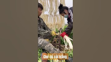 Mẹo chẻ củ cải trắng phơi khô.