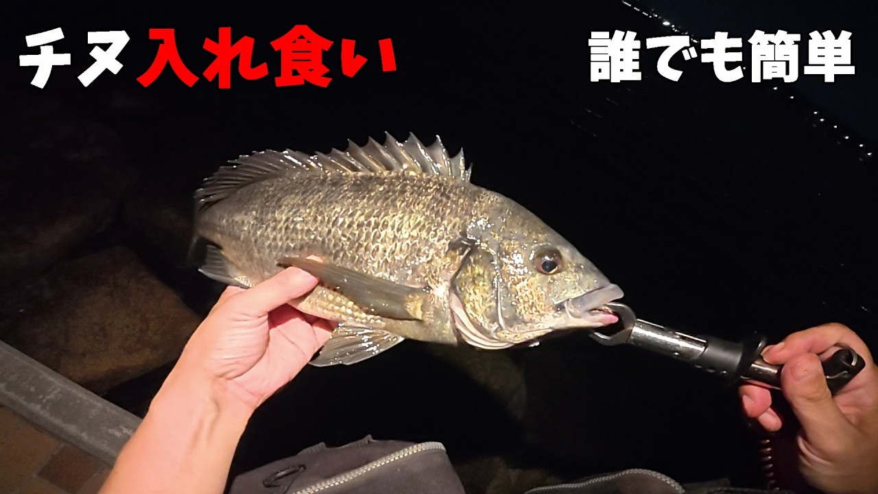 芦屋浜でチヌ入れ食いはこうやります。