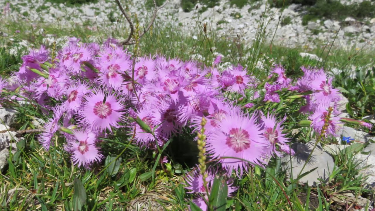 ABLANCA 2004 m, 23.  7.  2019