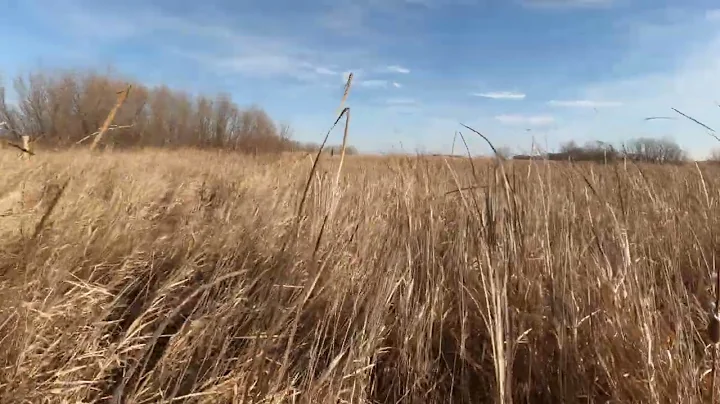 Thanksgiving/Black Friday Wild Pheasant big group hunt 2025