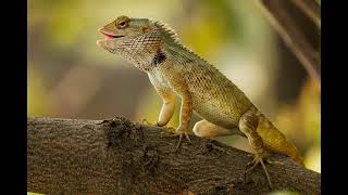 50 fascinating fast facts about lizards