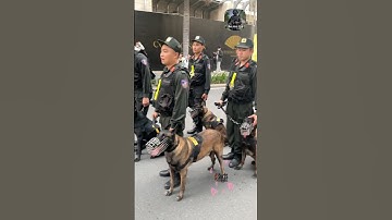 Trung đội cảnh khuyển sẵn sàng thực hiện nhiệm vụ #congannhandan #canhsatcodong #short