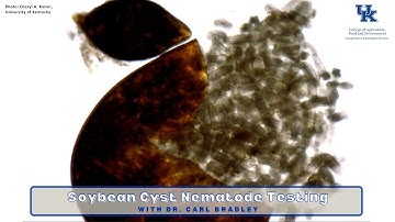 Soybean Cyst Nematode Testing