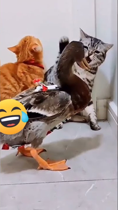 kucing vs bebek#shorts