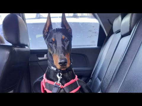 are dobermans good therapy dogs