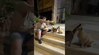 Кормлю Голодных Кипрских Котиков