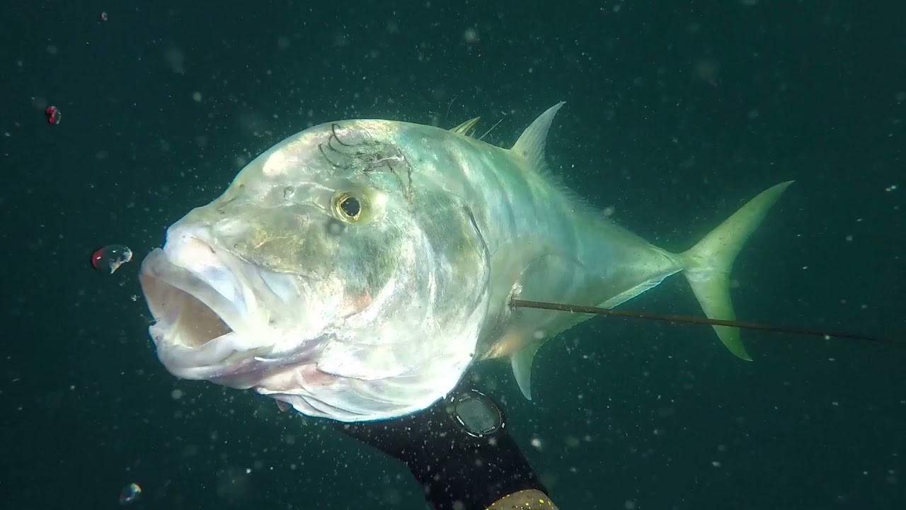 Spearfishing Robert's action footage, Fujairah UAE YouTube