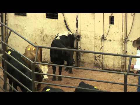 Curt Pate -