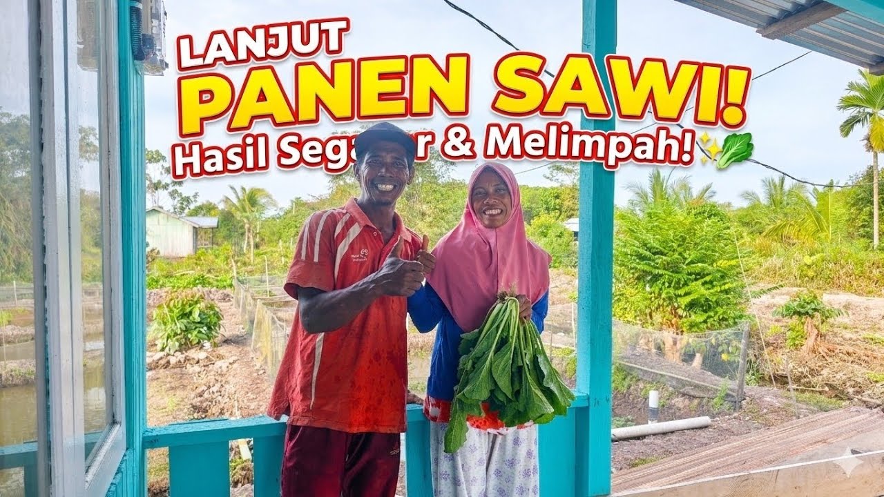 ALHAMDULILAH HARI KE ENAM PANEN SAWI 