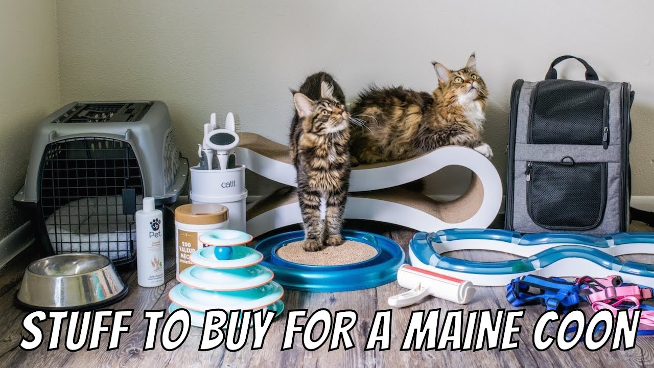Things to Buy Before Getting a Maine Coon Kitten 