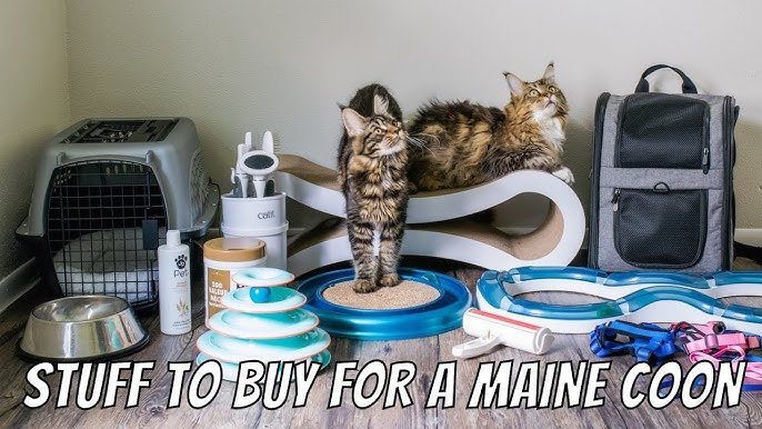 Things to Buy Before Getting a Maine Coon Kitten 