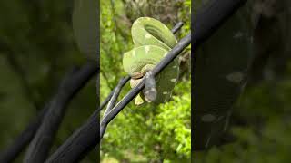 Famous Shining Green Tree Snake with Diamonds 💎 Net Worth