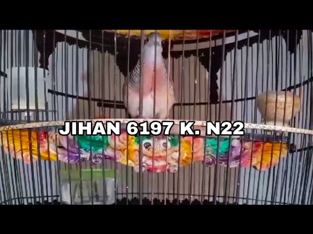 SUARA PERKUTUT BANGKOK CALON MASA DEPAN CERAH RING JIHAN BIRD FARM class=
