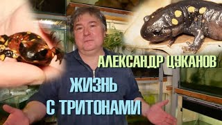 Гуляем по коллекции КРУТЕЙШИХ тритонов!