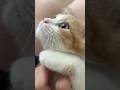 今日のゴロゴロのんたん😺#cat #cats #子ネコ #猫 #ねこのいる生活 #ミヌエット #里親
