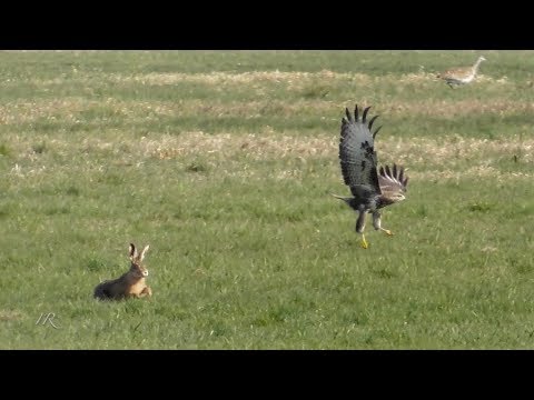 Kater verjagt Fuchs - Cat chases fox away