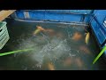 錦鯉‼️ジャンボ当歳‼️餌‼️