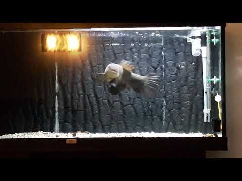 Curupira wolf fish