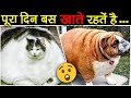 10 मोटे जानवर जो खा-खा के फट गए Top 10 Fattest Animals in the World