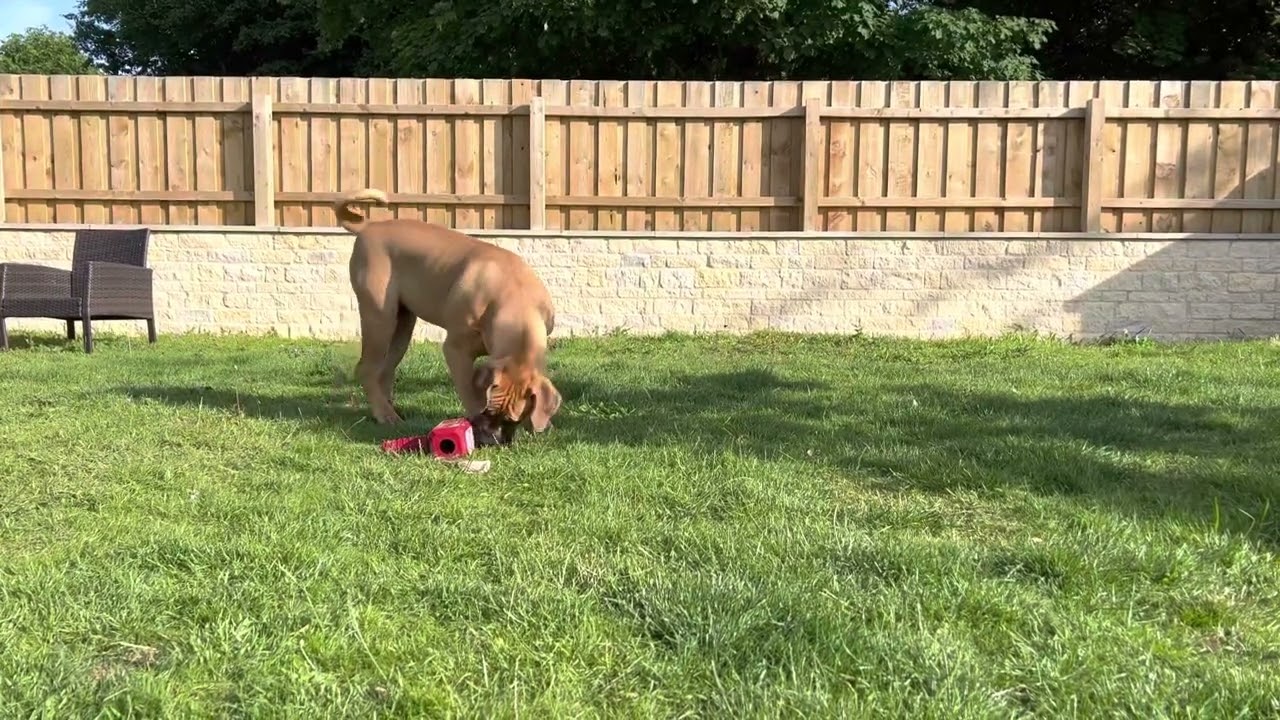 Boerboel puppy chillin outback - 7 months old South African Mastiff