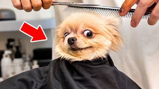 An Entire Collection of Animals Doing Things That Absolutely Nobody Can Explain | Funniest Pet 😂