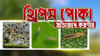 থ্রিপস পোকার ব্যবস্থাপনা: সনাক্তকরণ, প্রভাব এবং নিয়ন্ত্রণ