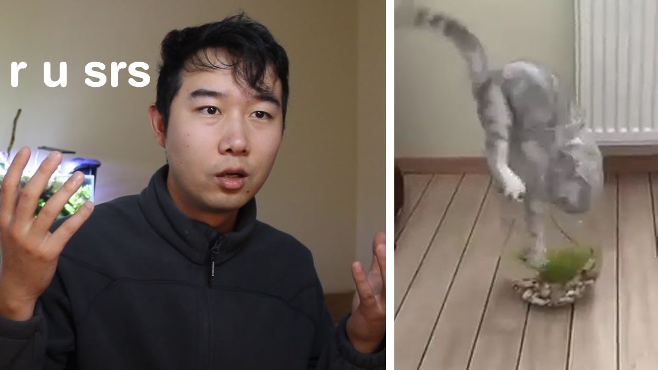 Cat Trapped UNDERWATER in Fish Bowl | Fish Tank Review 72 - YouTube