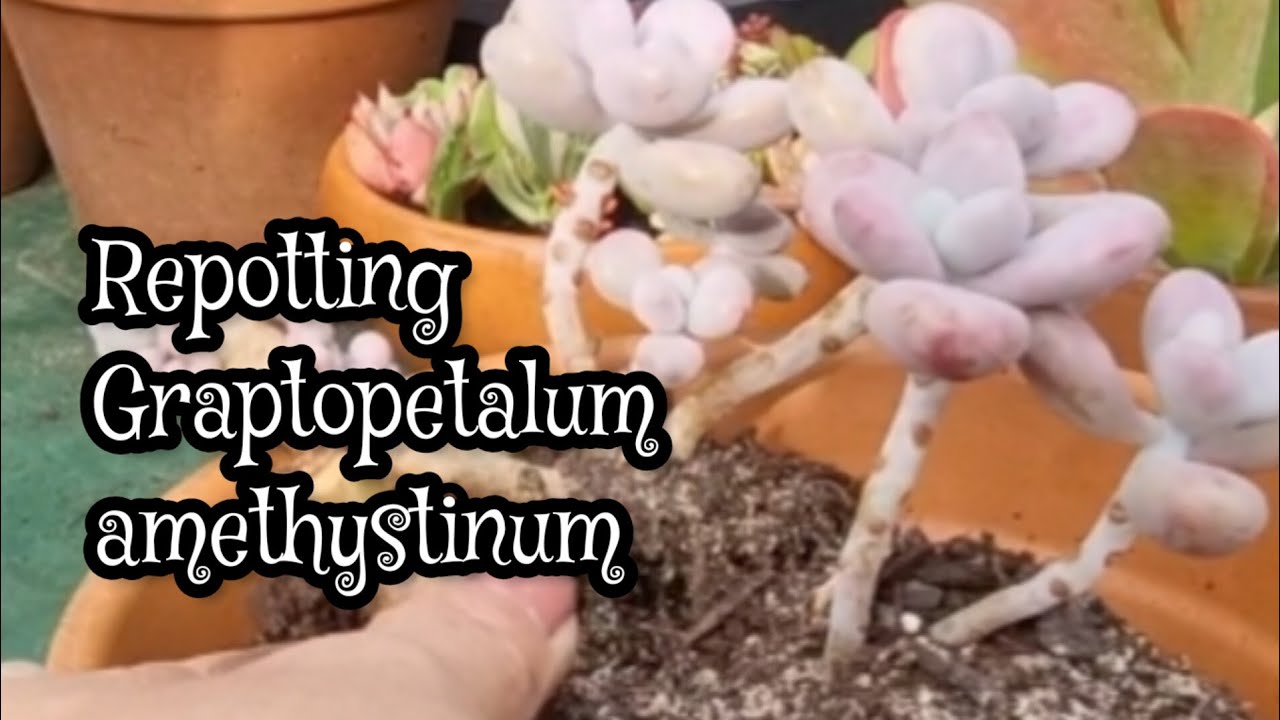Graptopetalum Amethystinum | Repotting day 
